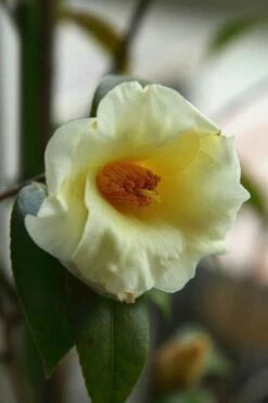 Kicho Yellow Camellia Japonica - 3 Gallon Pot