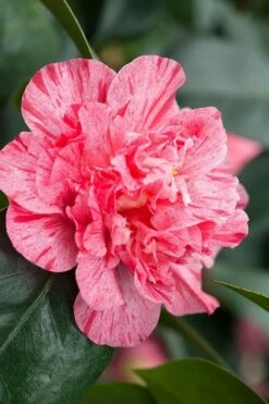 Kick Off Camellia Japonica - 3 Gallon Pot -Wilson Bros Gardens Shop Camellia Kick Off 10