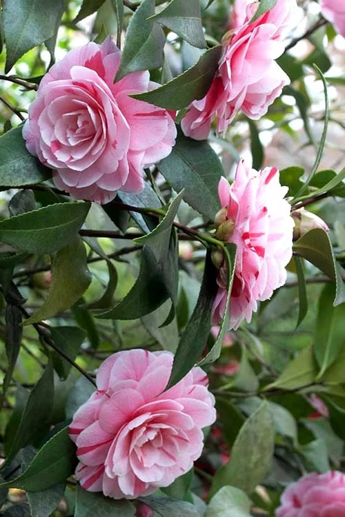 LA Peppermint Camellia Japonica - 3 Gallon Pot 6 LA Peppermint Camellia Japonica - 3 Gallon Pot - Image 6