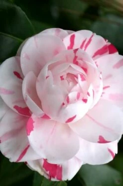 LA Peppermint Camellia Japonica - 3 Gallon Pot 9 LA Peppermint Camellia Japonica - 3 Gallon Pot -Wilson Bros Gardens Shop Camellia La Peppermint 2
