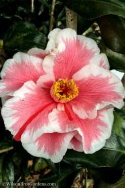 Lady Vansittart Multicolor Camellia Japonica - 6 Pack Of 1 Gallon Pots -Wilson Bros Gardens Shop Camellia Lady Vansittart 12 3