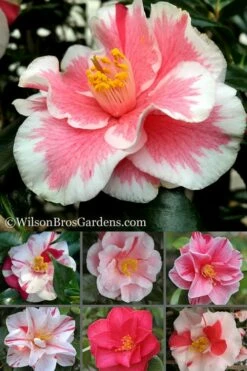 Lady Vansittart Multicolor Camellia Japonica - 6 Pack Of 1 Gallon Pots -Wilson Bros Gardens Shop Camellia Lady Vansittart 500x750 4
