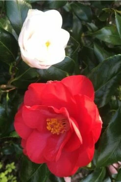 Lady Vansittart Multicolor Camellia Japonica - 2 Gallon Pot -Wilson Bros Gardens Shop Camellia Lady Vansittart Red Flower 1 1