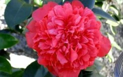 Laura Walker Camellia Japonica - 1 Gallon Pot -Wilson Bros Gardens Shop Camellia Laura Walker 2 1
