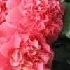 Maidens Of Great Promise Camellia - Japonica - 3 Gallon Pot