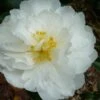 Mine No Yuki Camellia Sasanqua - 3 Gallon Pot