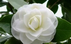 Morning Glow Camellia Japonica - 3 Gallon Pot -Wilson Bros Gardens Shop Camellia Morning Glow 800x500 2