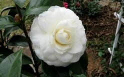 Morning Glow Camellia Japonica - 3 Gallon Pot -Wilson Bros Gardens Shop Camellia Morning Glow 9 1