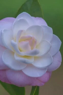 October Affair Camellia Japonica - 1 Gallon Pot -Wilson Bros Gardens Shop Camellia October Affair 6 1