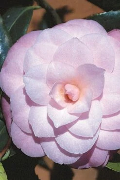 October Affair Camellia Japonica - 1 Gallon Pot -Wilson Bros Gardens Shop Camellia October Affair 8 1