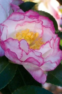 October Magic Inspiration Camellia - 2 Gallon Pot -Wilson Bros Gardens Shop Camellia October Inspiration 1
