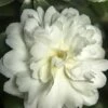 October Magic Ivory Camellia - 3 Gallon Pot