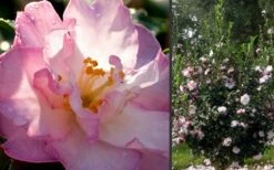 October Magic Orchid Camellia - 3 Gallon Pot -Wilson Bros Gardens Shop Camellia October Magic Orchid Flowers 2 3