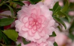 October Magic Pink Perplexion Camellia - 3 Gallon Pot -Wilson Bros Gardens Shop Camellia October Magic Pink Perplexion 1