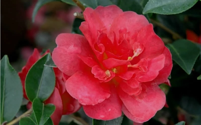 October Magic Rose Camellia - 2 Gallon Pot 4 October Magic Rose Camellia - 2 Gallon Pot - Image 4