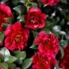 October Magic Ruby Camellia - 2 Gallon Pot