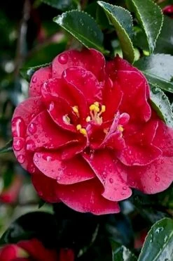 October Magic Ruby Camellia - 1 Gallon Pot -Wilson Bros Gardens Shop Camellia October Magic Ruby 23 2