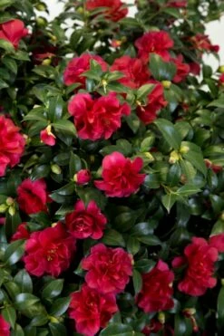 October Magic Ruby Camellia - 7 Gallon Pot -Wilson Bros Gardens Shop Camellia October Magic Ruby 27