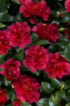 October Magic Ruby Camellia - 2 Gallon Pot -Wilson Bros Gardens Shop Camellia October Magic Ruby 28 3