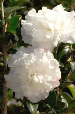 October Magic Snow Camellia - 3 Gallon Pot -Wilson Bros Gardens Shop Camellia October Magic Snow 500x750 1