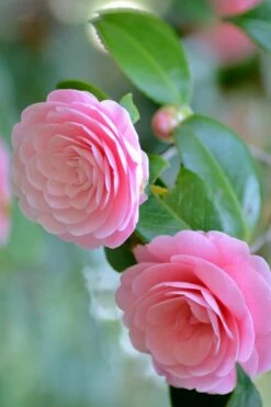 Otome Pink Camellia Japonica - 3 Gallon Pot -Wilson Bros Gardens Shop Camellia Otome 1 1