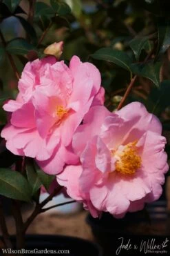 Autumn Pink Icicle Cold Hardy Camellia - 3 Gallon Pot -Wilson Bros Gardens Shop Camellia Pink Icicle JW 1 1