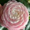 Pink Perfection Camellia Japonica - 3 Gallon Pot
