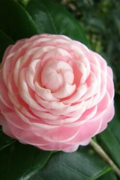 Pink Perfection Camellia Japonica - 2 Gallon Pot -Wilson Bros Gardens Shop Camellia Pink Perfection 27 2