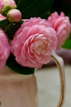 Pink Perfection Camellia Japonica - 2 Gallon Pot -Wilson Bros Gardens Shop Camellia Pink Perfection 29 2