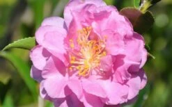Pink Stella Camellia Sasanqua - 2 Gallon Pot -Wilson Bros Gardens Shop Camellia Pink Stella