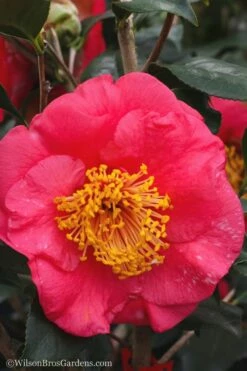 R. L. Wheeler Camellia Japonica - 7 Gallon Pot (3-4') -Wilson Bros Gardens Shop Camellia R L Wheeler 10