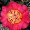 R. L. Wheeler Camellia Japonica - 7 Gallon Pot (3-4')