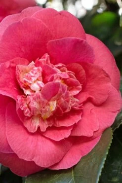 R. L. Wheeler Camellia Japonica - 7 Gallon Pot (3-4') -Wilson Bros Gardens Shop Camellia RL Wheeler 7
