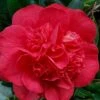 Red Fellow Camellia Japonica - 1 Gallon Pot