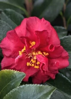 Reverend Ida Red ShiShi Gashira Dwarf Camellia Sasanqua - 1 Gallon Pot -Wilson Bros Gardens Shop Camellia Reverend Ida 3 1