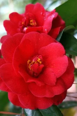 Rosehill Red Camellia - 3 Gallon Pot -Wilson Bros Gardens Shop Camellia Rose Hill Red 2