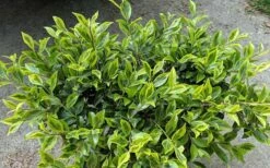 Royal Flush Shi Shi Variegated Camellia Sasanqua - 1 Gallon Pot -Wilson Bros Gardens Shop Camellia Royal Flush Shi Shi 2