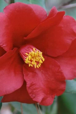 Royal Velvet Red Camellia Japonica - 3 Gallon Pot -Wilson Bros Gardens Shop Camellia Royal Velvet 2