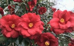 Royal Velvet Red Camellia Japonica - 7 Gallon Pot -Wilson Bros Gardens Shop Camellia Royal Velvet 3 1