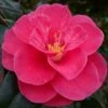 Rutledge Minnix Camellia Japonica - 3 Gallon Pot