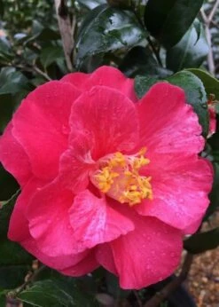 Rutledge Minnix Camellia Japonica - 3 Gallon Pot -Wilson Bros Gardens Shop Camellia Rutledge Minnix 2