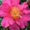 Sekiyo Camellia Sasanqua - 3 Gallon Pot