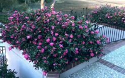 Shishi Gashira Dwarf Camellia Sasanqua - 6 Pack Of 1 Gallon Pots -Wilson Bros Gardens Shop Camellia Shishi Gashira 30 5