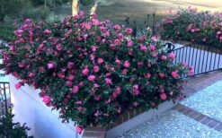 Shishi Gashira Dwarf Camellia Sasanqua - 7 Gallon Pot -Wilson Bros Gardens Shop Camellia Shishi Gashira 33 2