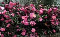 Shishi Gashira Dwarf Camellia Sasanqua - 6 Pack Of 1 Gallon Pots -Wilson Bros Gardens Shop Camellia Shishi Gashira 5