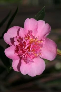 Showa No Sakae Dwarf Camellia Sasanqua - 3 Gallon Pot -Wilson Bros Gardens Shop Camellia Showa No Sakae 13 1