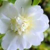 Snow Flurry Cold Hardy Camellia Hybrid - 1 Gallon Pot
