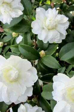 Snow Flurry Cold Hardy Camellia Hybrid - 3 Gallon Pot -Wilson Bros Gardens Shop Camellia Snow Flurry 6