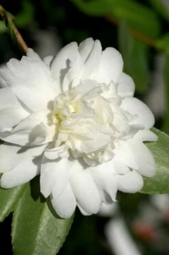 Snow Flurry Cold Hardy Camellia Hybrid - 1 Gallon Pot -Wilson Bros Gardens Shop Camellia Snow Flurry 8 1