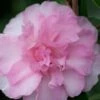 Sarrel Dwarf Camellia Sasanqua - 3 Gallon Pot